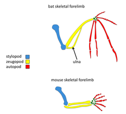 Bat mouse forelimbs.png