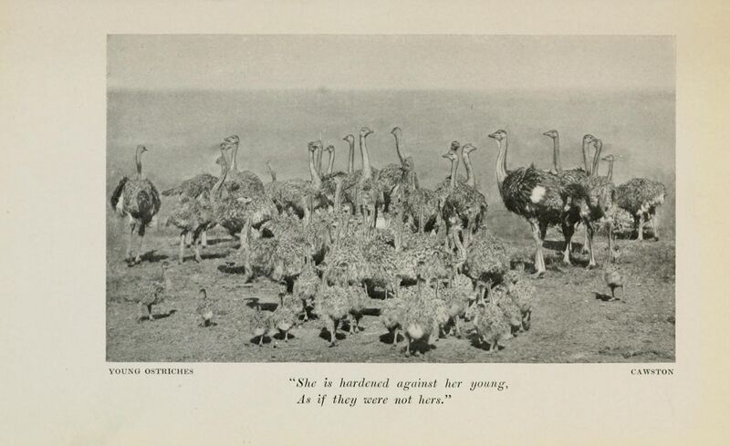 File:Birds of the Bible (1909) (14563584419).jpg