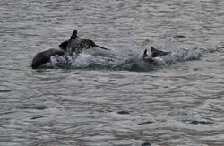Black dolphins around isla gordon.jpg