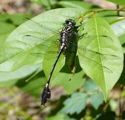 Blackwater Clubtail. Gomphus dilatatus (33858486614).jpg