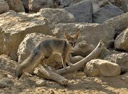 Brown fox on rocks