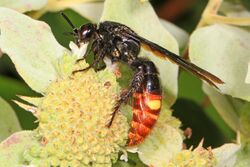 Blue-winged Wasp - Scolia dubia, Meadowood Farm SRMA, Mason Neck, Virginia.jpg