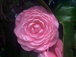 Camellia japonica 'Prince Frederick William'.jpg