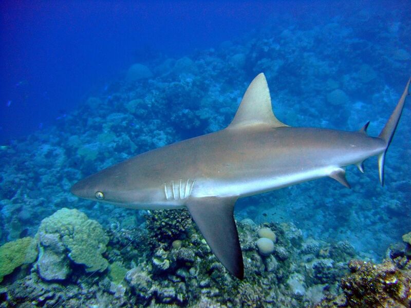 File:Carcharhinus amblyrhynchos wake.jpg