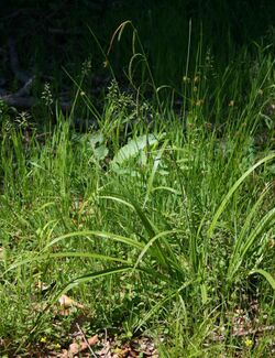 Carex pendula 1.jpg