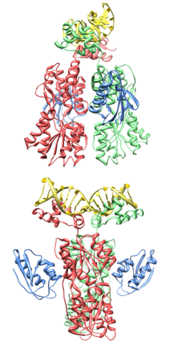 Ccpa in complex with Hpr-Ser-46 and operator DNA.png