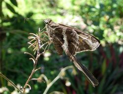 Chioides albofasciatus Costa Rica.jpg