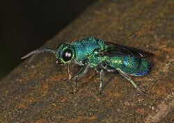 Chrysis smaragdula.jpg