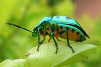 Chrysocoris sp. from India, perched on some leaves.