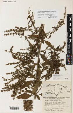 Condea verticillata herbarium specimen K000735430.jpg