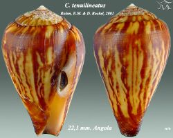 Conus tenuilineatus 1.jpg