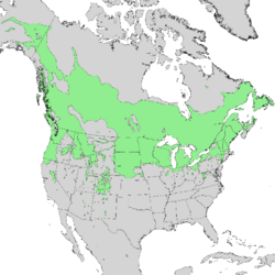 Cornus sericea ssp sericea range map 1.png