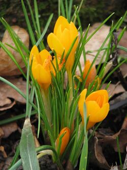 Crocus gargaricus or ancyrensis - Flickr - peganum.jpg