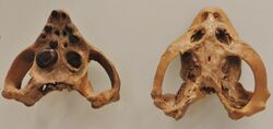 Cyamodus rostratus skull ventral and dorsal views.jpg