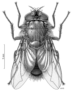 DIPT Calliphoridae Calliphora quadrimaculata f.png