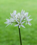 Daslook (Allium ursinum) d.j.b 05.jpg