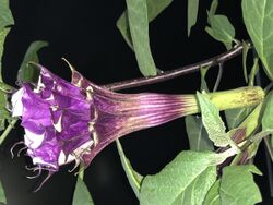 Datura metel 'Fastuosa' triple flower.jpg