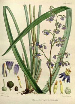 Dianella tasmanica57110.jpg