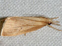 Diatraea evanescens (15436856124).jpg