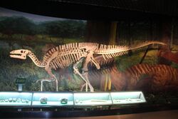 Dinosaur Skeleton (10096874525).jpg