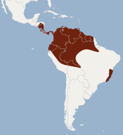 Distribution of Micronycteris hirsuta.png