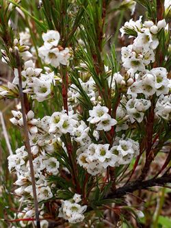 Dracophyllum scoparium.jpg