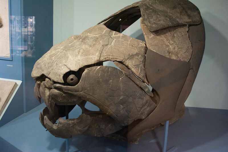 File:Dunkleosteus terrelli - Cleveland Museum of Natural History - 2014-12-26 (21137540331).jpg