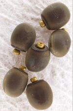 Photograph of C. morosus eggs.