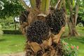 Elaeis guineensis oil palm fruit Portoviejo Ecuador.jpg