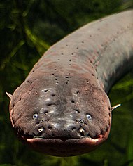 photograph of head of an electric eel
