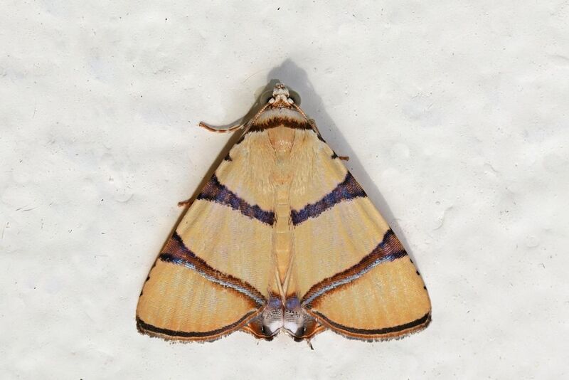File:Erebid moth (Eulepidotis affinis).jpg