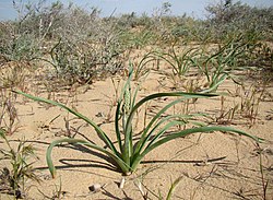 Eremurus inderiensis 28519526.jpg