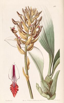 Eria ornata (as Eria armeniaca) - Edwards vol 27 (NS 4) pl 42 (1841).jpg