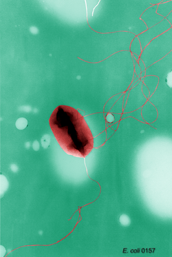 Escherichia coli flagella TEM.png