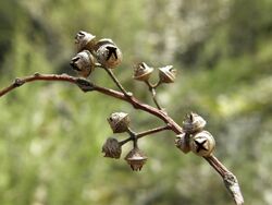 Eucalyptus camaldulensis fruit.jpg