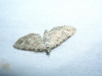 Eupithecia monticolens2.jpg