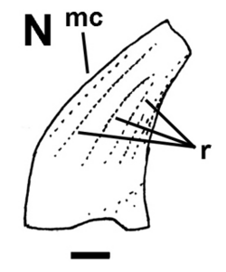 Euronychodon tooth.png