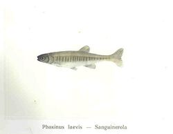 FMIB 35773 Phoxinus laevis -- Sanguinerola.jpeg