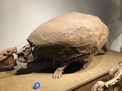 FMNH Glyptodon.jpg