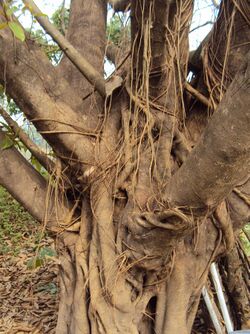 Ficus drupacea 10.JPG