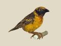 Fox's Weaver specimen RWD.jpg