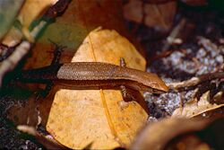 Friendly Sunskink (Lampropholis amicula) (9951462974).jpg