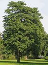 Götterbaum (Ailanthus altissima).jpg