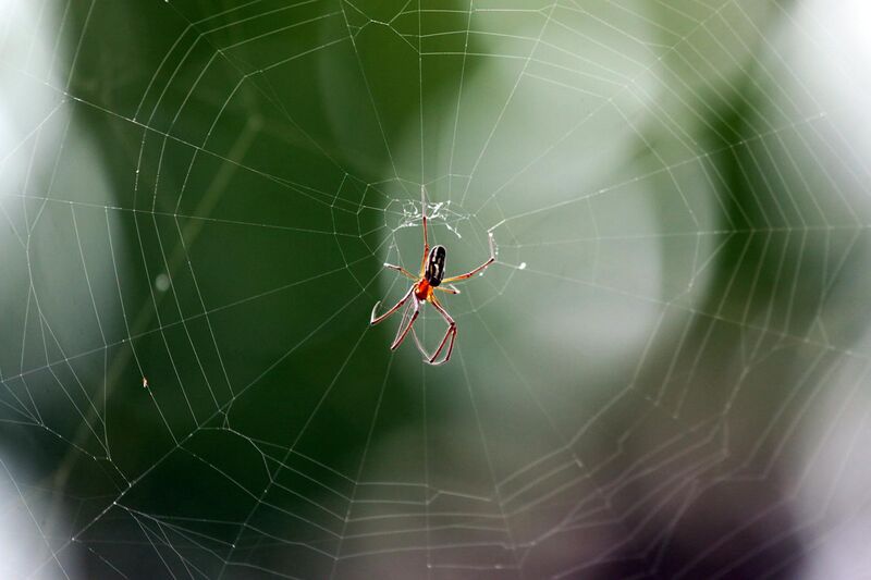File:Golden silk orb-weaver spider Nephila clavipes) male.jpg