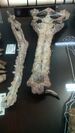 Gryposuchus colombianus skull.jpg