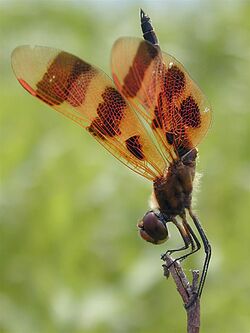 Halloween-pennant-obelisk.jpg