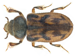 Heterocerus fenestratus (Thunberg, 1784) (23369203506).png