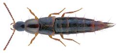 Heterothops dissimilis Gravenhorst, 1802 Male (32445660086).png