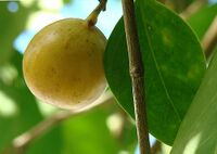 Hippomane mancinella, the Death Apple (11239909065).jpg