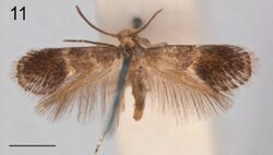 Holocacista selastis male.jpg